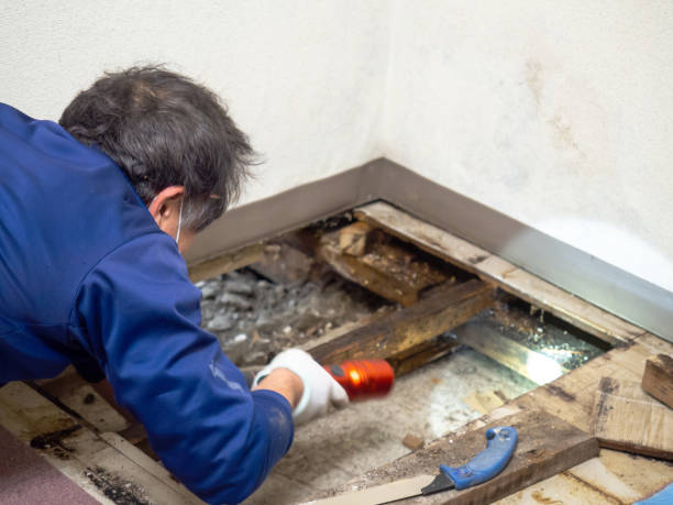 Best Mold Remediation for Specific Building Types in Shell Kno, MO