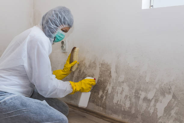 Best Emergency Mold Remediation in Shell Kno, MO