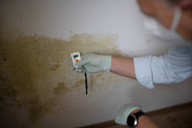Best Insurance-Related Mold Remediation in Shell Kno, MO