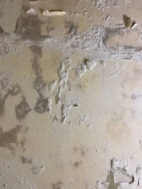 Best Basement Mold Remediation in Shell Kno, MO