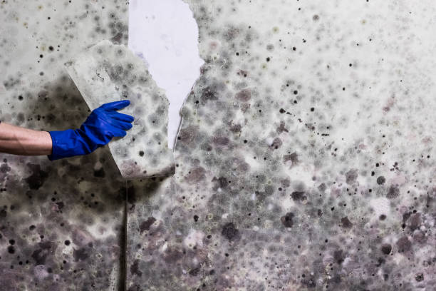 Best Localized Mold Remediation (e.g., coastal areas, humid climates) in Shell Kno, MO