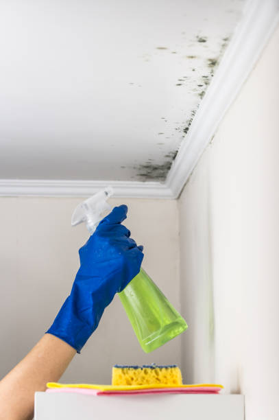 Best Residential Mold Remediation in Shell Kno, MO